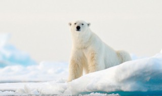 三九天是最冷的时候吗（三九天是不是最冷的时候）