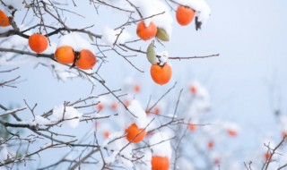 吊柿子吃了有什么好处 吊柿子的营养价值