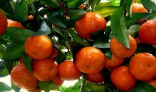 砂糖橘扒完第二天能吃吗（沙糖橘吃多了会怎样）