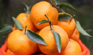 耙耙柑含维生素C高吗（粑粑柑有维生素c吗）