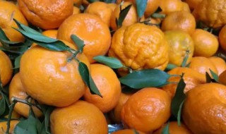 椪柑有点苦是怎么回事 丑柑有点苦