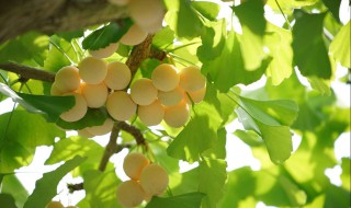 银杏果的营养价值(银杏果的营养价值与功效)