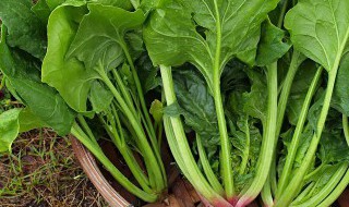 菠菜是什么季节的蔬菜（菠菜是什么季节的应季蔬菜）