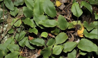 石韦的营养价值（石韦的药用价值）