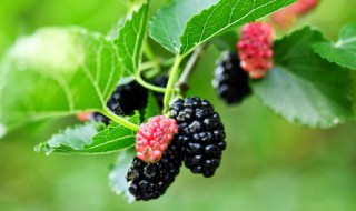 桑葚可以和牛奶一起食用吗（桑葚可以和牛奶一起吃吗）