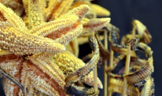 海马的营养价值（海马的营养价值和功效）