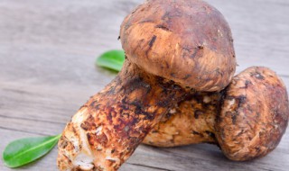 松茸哪三类人不能吃 松茸哪些人不宜吃