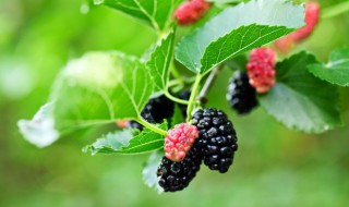 鲜桑椹可以直接泡酒吗 鲜桑椹怎么泡酒