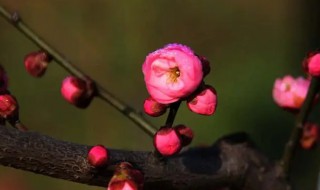 红梅花的花语是什么 红梅 花语