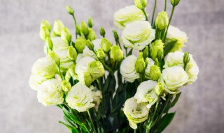 绿色桔梗花的花语(绿色桔梗花的花语和传说)