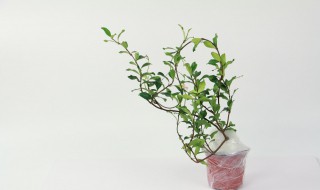 风车茉莉有毒吗 黄色风车茉莉有毒吗