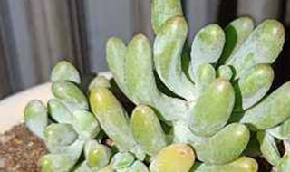 乙女心开花吗 乙女心花期