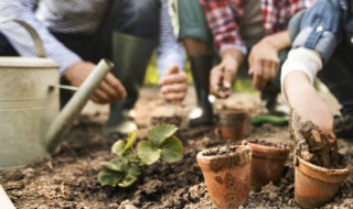 一节蟹爪兰可以扦插吗 蟹爪兰能扦插吗?怎么扦插