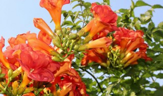 凌霄花怎么过冬（凌霄花过冬的最低温度）