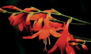 美人蕉的花语是什么（美人蕉的花语是什么意思）