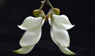 禾雀花怎么养殖（禾雀花的养殖方法介绍）