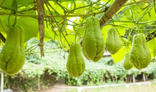 佛手瓜繁殖方法（佛手瓜的繁殖方法）