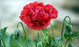 长荚罂粟的花语（罂粟花的花语及含义）