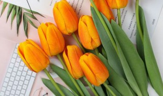 橙色郁金香花语是什么 橘红色郁金香的花语