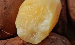 生吃雪莲果的功效与禁忌（生吃雪莲果可以吗）