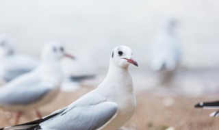 一周吃一只鸽子会不会太补了 每周吃一只鸽子好吗