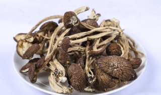 茶树菇开伞好还是不开伞好 茶树菇开伞和不开伞区别