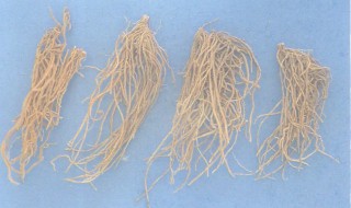 徐长卿的营养价值 徐长卿的功效是什么