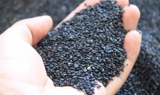 真正的黑芝麻里面是白的还是黑的（黑芝麻是白的吗）