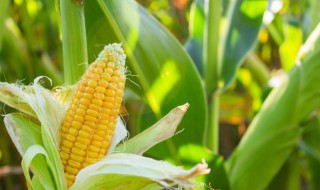 中国的玉米之乡是哪个地方（中国玉米之乡是什么地方）