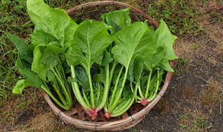 菠菜能和西红柿鸡蛋一起吃吗（菠菜能不能和西红柿鸡蛋一起吃吗）