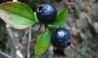 地菍果功效和作用（地菍果的副作用）