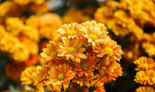 菊花在什么场合用 什么人用菊花