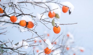 火晶柿子上市时间 火晶柿子几月份成熟