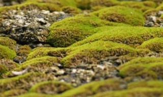 长青苔的一面是南方还是北方 青苔多的一面是北方