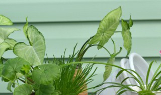 植物的向光生长是因为什么（植物向光性生长的原因是什么）