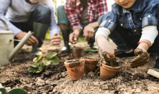 植物的化感作用是如何作用的（植物化感物质有哪些）