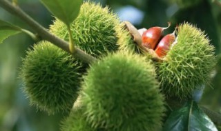 被子植物多还是裸子植物多（被子植物种类多还是裸子植物种类多）