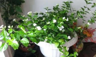 茉莉花一年开花三次要怎么养（茉莉花开花期怎么养）