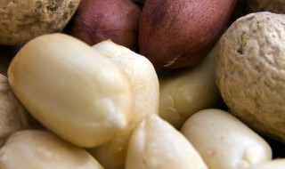 花生是被子植物还是裸子植物（花生是种子植物还是裸子植物）