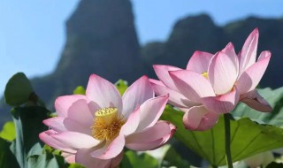 中国白莲之乡不是石城吗 石城白莲之乡简介