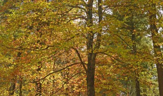 银杏树叶子变黄了怎么办（银杏树叶子黄了怎么回事）