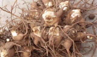 白附子的营养价值 白附子的作用与用途