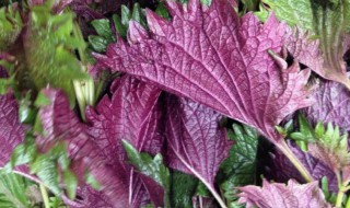 紫苏梗的营养价值（紫苏梗的作用及功效）