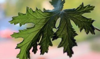 香叶的营养价值 香叶的营养价值及功效