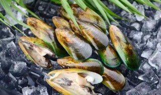 青口贝有哪些功效作用（青口贝有什么营养）