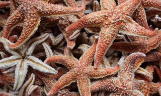 海星的营养价值（海星的营养价值高吗）