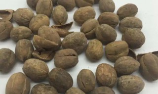 巴豆的营养价值（巴豆的好处）