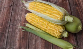 南方种玉米啊还是北方 玉米种在南方还是北方
