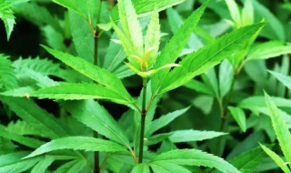 佩兰的营养价值（佩兰的功效与作用及食用方法）