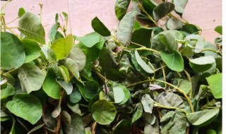 广金钱草的营养价值（广金钱草的药用价值）